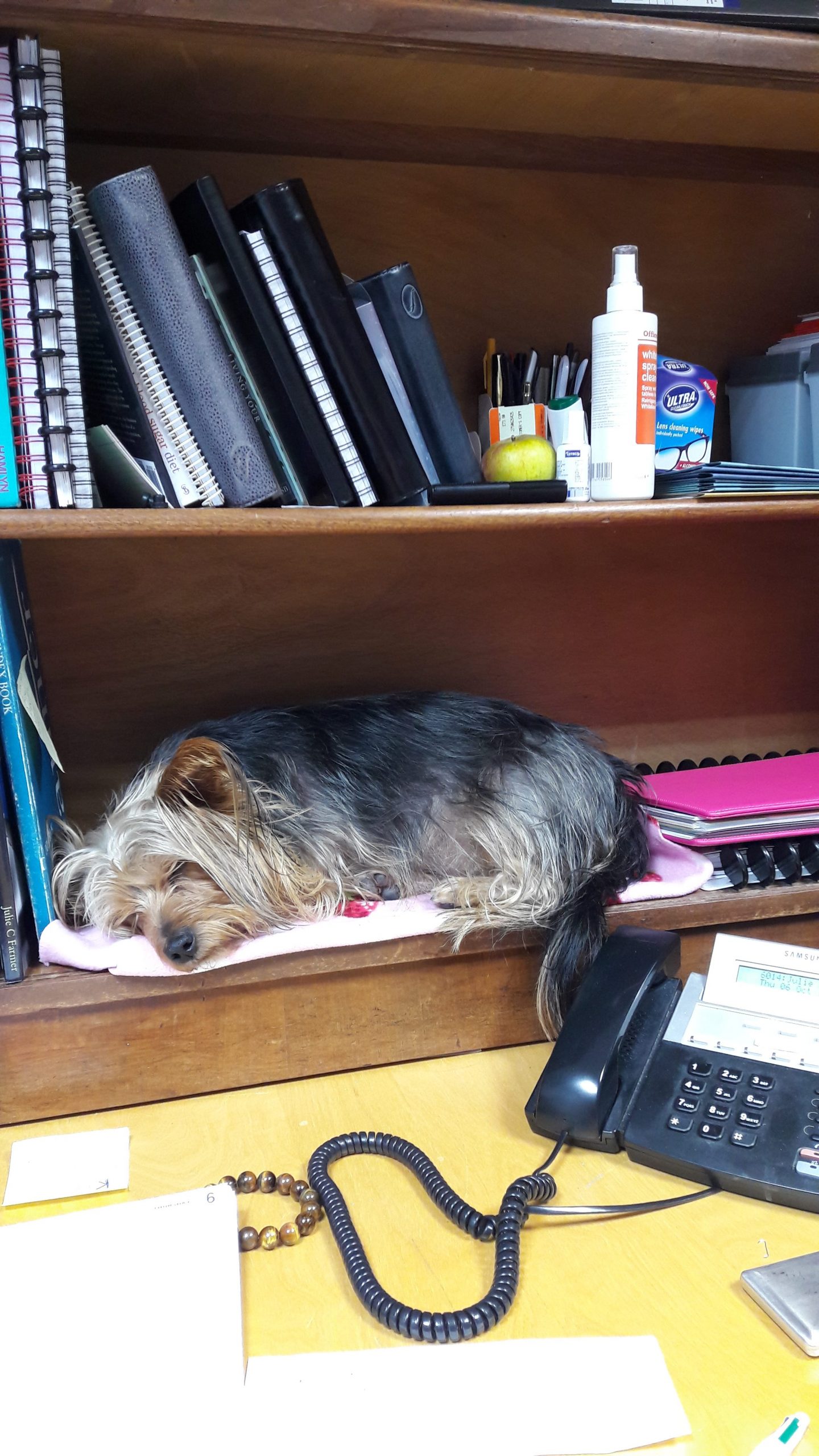 A dog in the office can help relieve stress in the office.